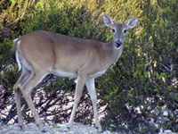 Deer Emerge Hungry in The Spring