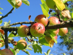 Preventing Deer Damage to Orchards is a Serious Challenge