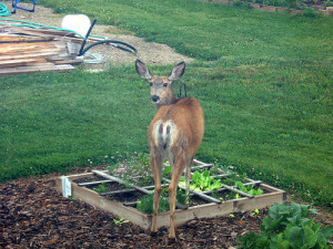 Avoid Deer Repellent Failure