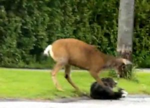 Deer Can Be Dangerous
