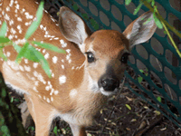 Deer Fawn in Yard