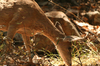 Deer in Yard and Shrubs